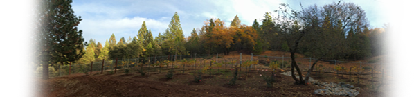 vineyard in the fall